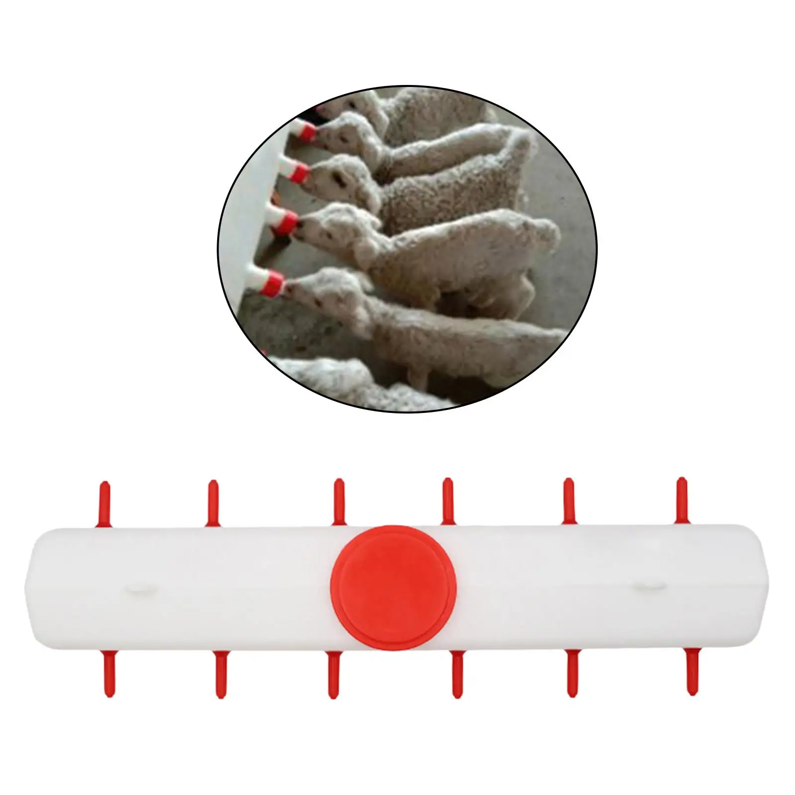 MiLK Feed Bucket Large-capacity MiLK Bottle Feeder Livestock MiLK Feed Bucket Large-capacity MiLK Bottle Feeder Livestock