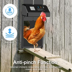 Puerta automática para gallinero con temporizador – Antipellizco