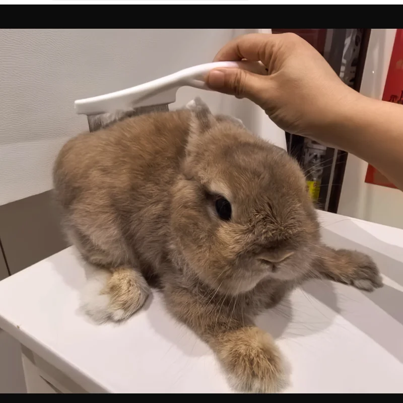 Peine para quitar el pelo de mascotas, peine para pulgas de acero inoxidable para gato, perro, comodidad para mascotas, peine para el cuidado del pelo de las pulgas, cepillo para perros, herramientas de aseo, 1 ud.