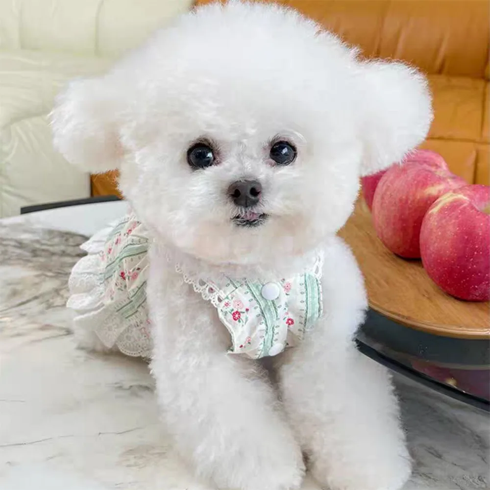 Ropa para mascotas, falda de encaje Floral a rayas, oso de peluche, gato, ropa fina para perros pequeños, vestido para perros pequeños, Primavera/Verano, nuevo - imagen 5