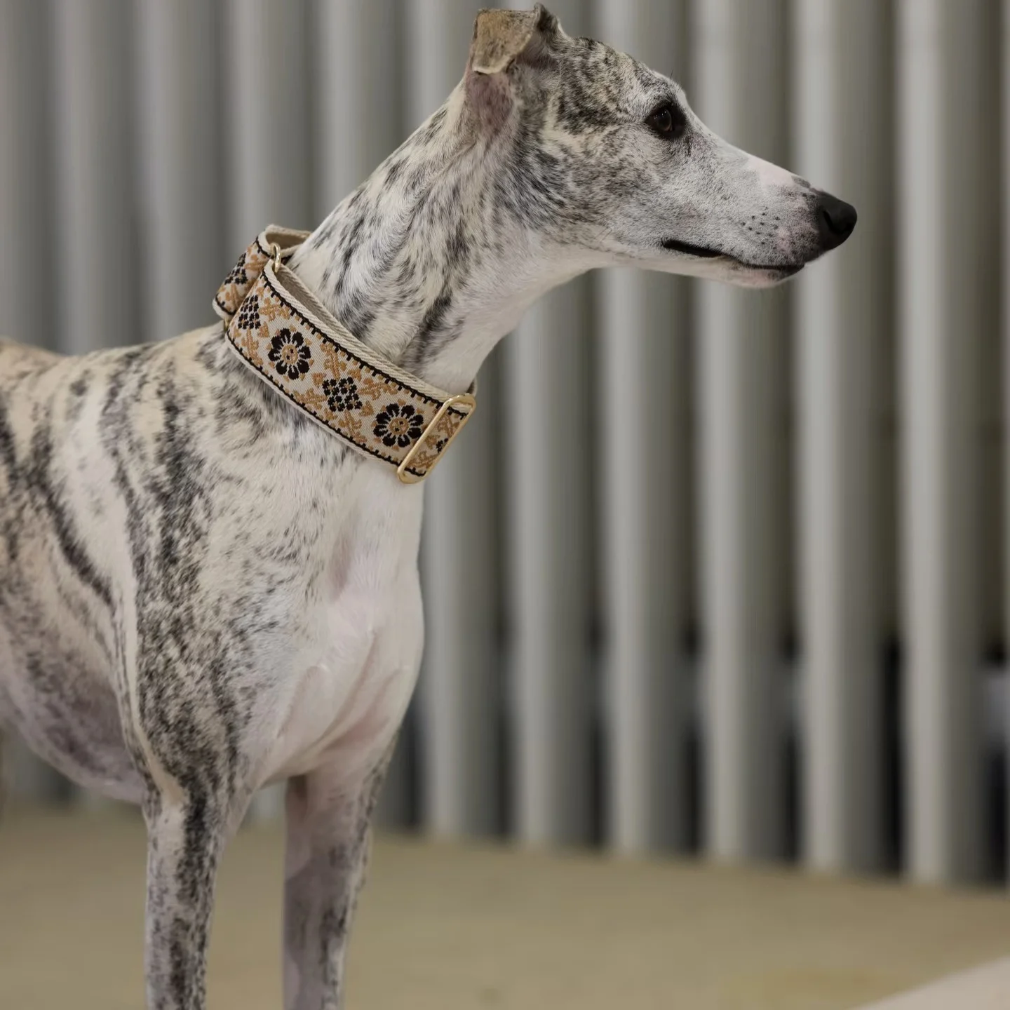 Collar ajustable estilo étnico para galgo italiano – perro pequeño - imagen 3
