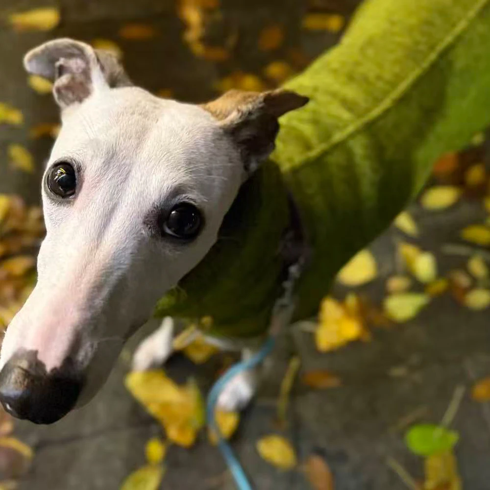 Sudadera gruesa de lana verde para perros Whippet en invierno, abrigo cálido con mangas de 2 patas y cuello alto para la cabeza para galgo italiano