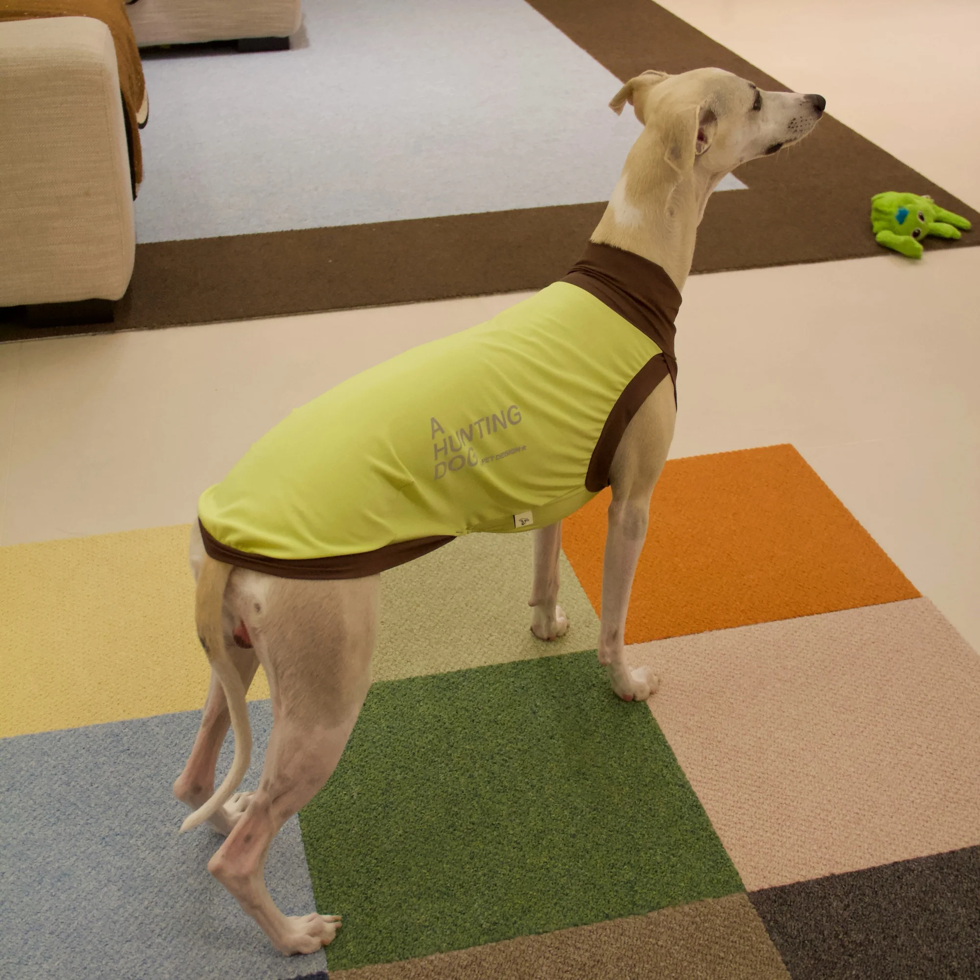 Chaleco protección solar UPF50+ para galgo, whippet y Bedlington - imagen 5