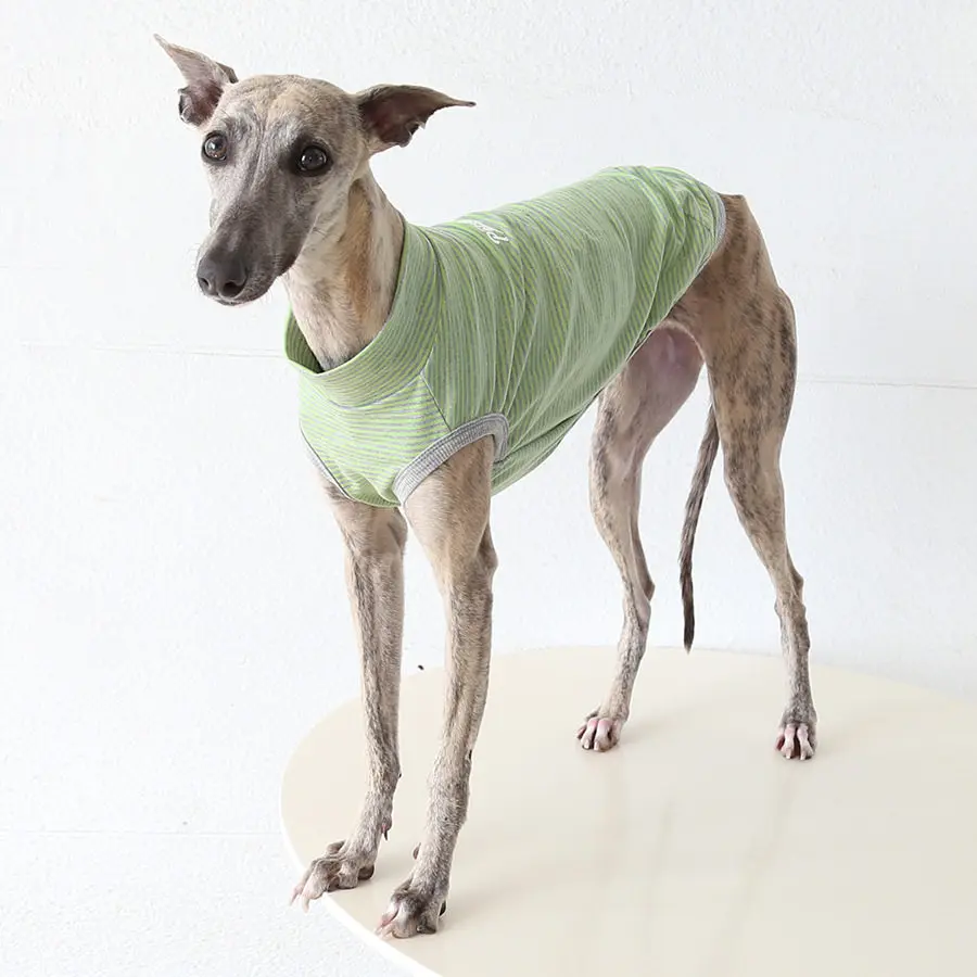 Ropa solar para perros Whippet y Galgo Italiano, transpirable y ligera - imagen 3