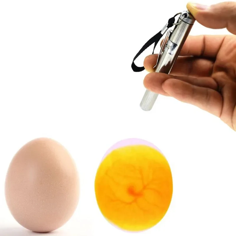 Lámpara LED probador de huevos para gallina, codorniz y canario - imagen 3
