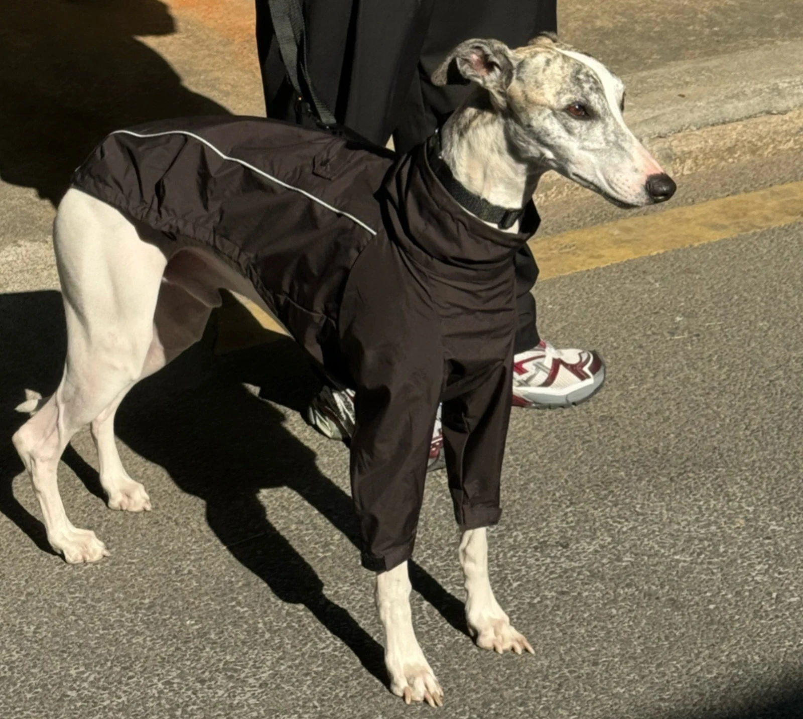 Chaqueta impermeable para perros pequeños y medianos tipo Whippet - imagen 4