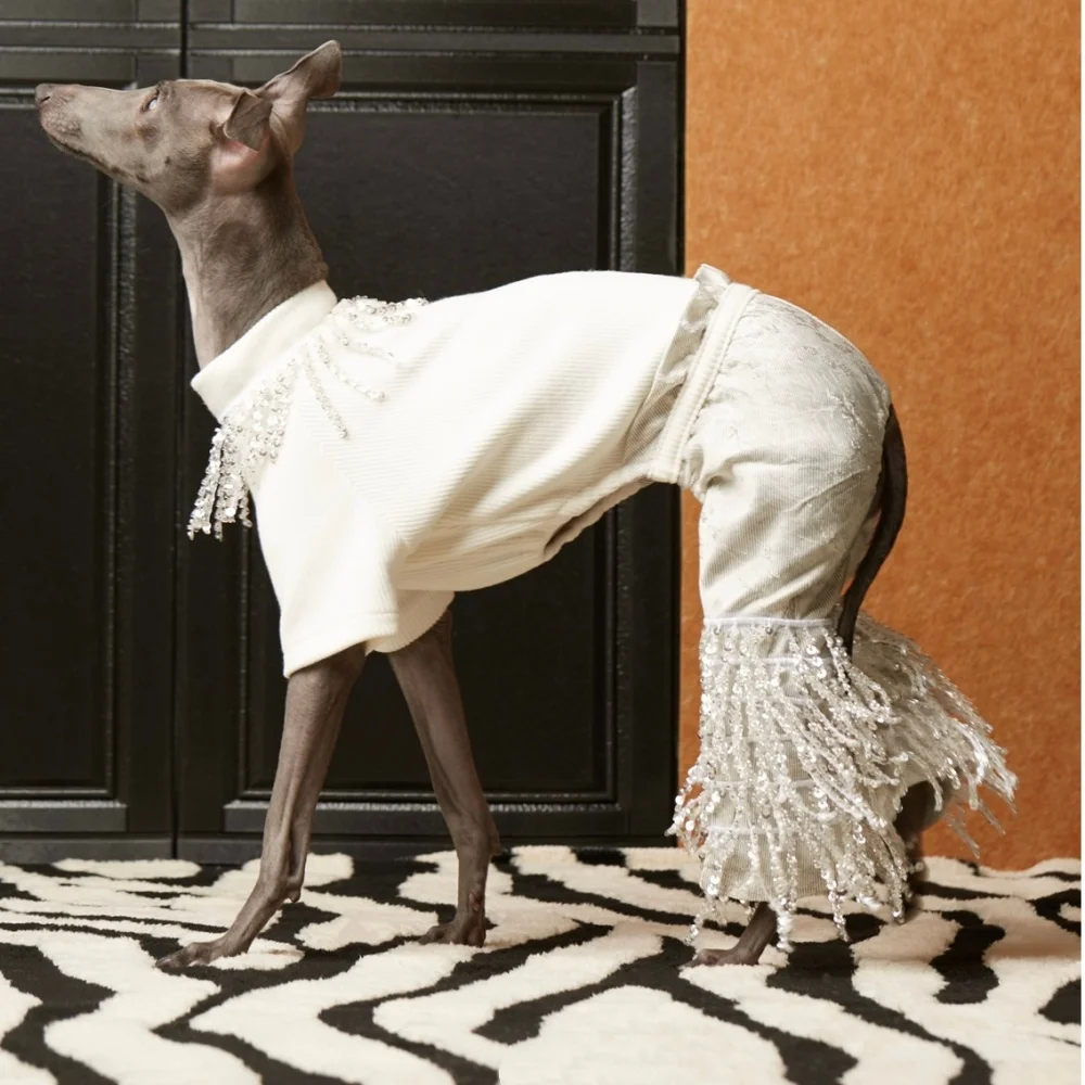 Traje blanco una pieza con flecos para perra Galgo Italiano primavera - imagen 2