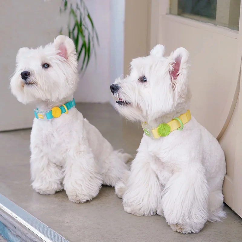 Macaron-Collar de goma de PVC impermeable para perro pequeño, correa ajustable duradera antiolor para mascotas, conjunto de Collar básico suave multicolor - imagen 3