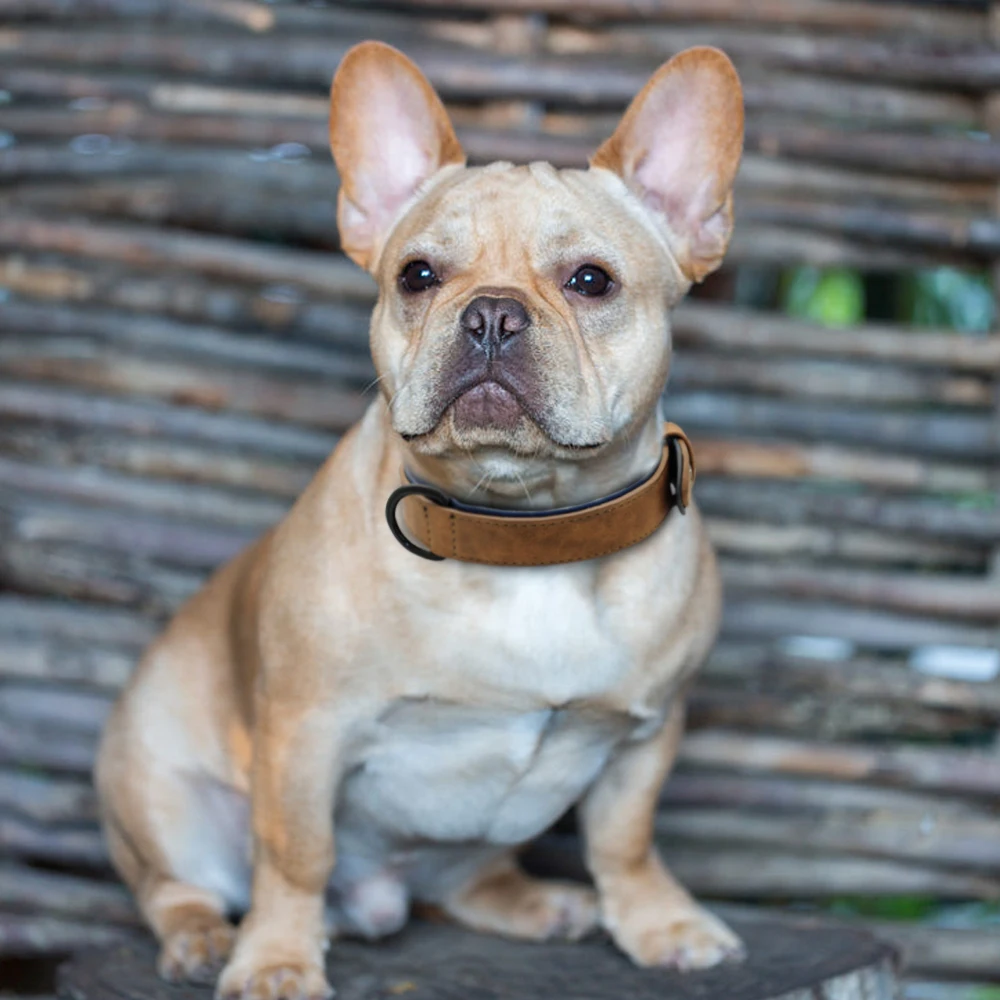 Collar de cuero acolchonado para perros – Todas las tallas - imagen 5