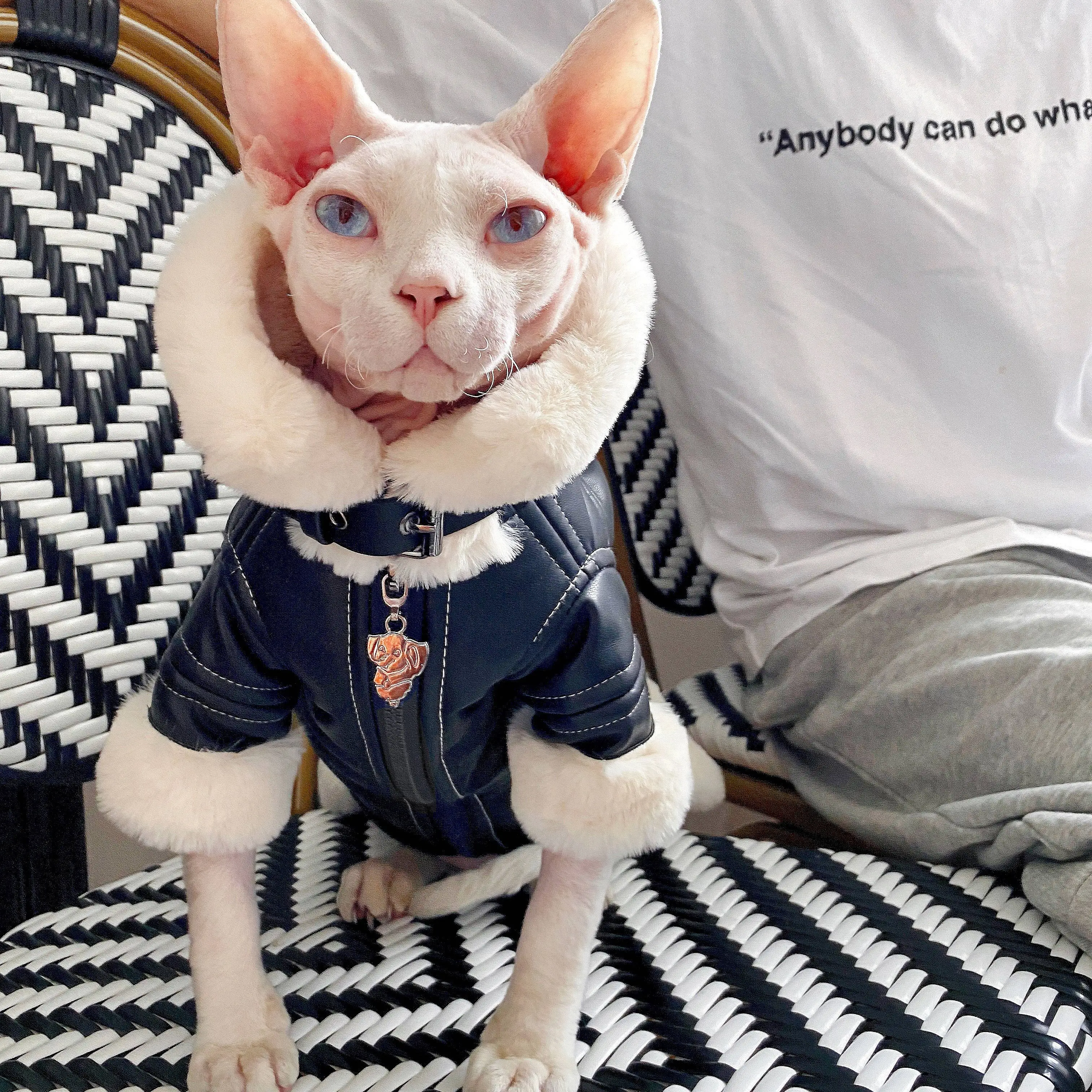 Moda Sphynx gato chaqueta de motociclista de cuero abrigo de piel ropa de gato gatito disfraces cálidos de lujo para Sphinx Devon gato ropa para gato - imagen 3