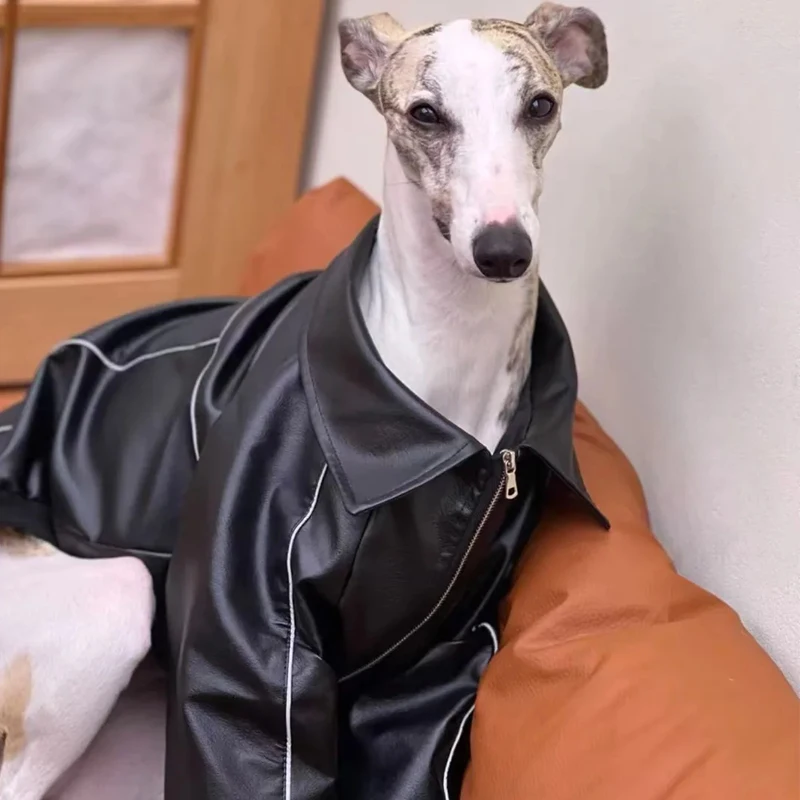 Moda Otoño chaqueta impermeable negra para Whipbit invierno cuero a prueba de viento ropa para perros galgo abrigo con cremallera para perros Meida - imagen 3