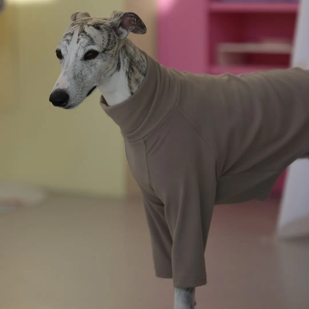 Camiseta caqui y sudadera para Galgo Italiano - imagen 5