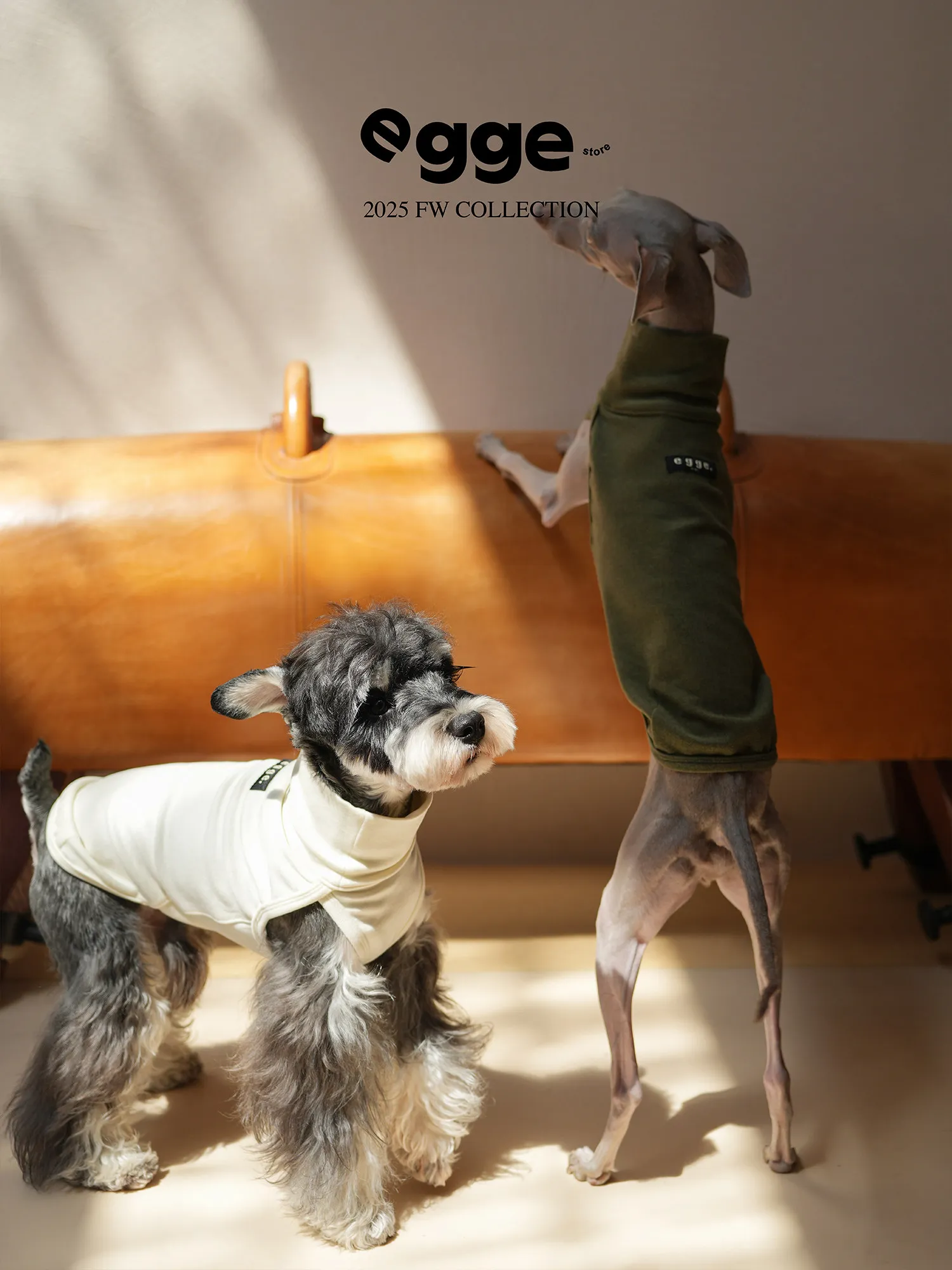 Perro whippet usando el chaleco con comodidad