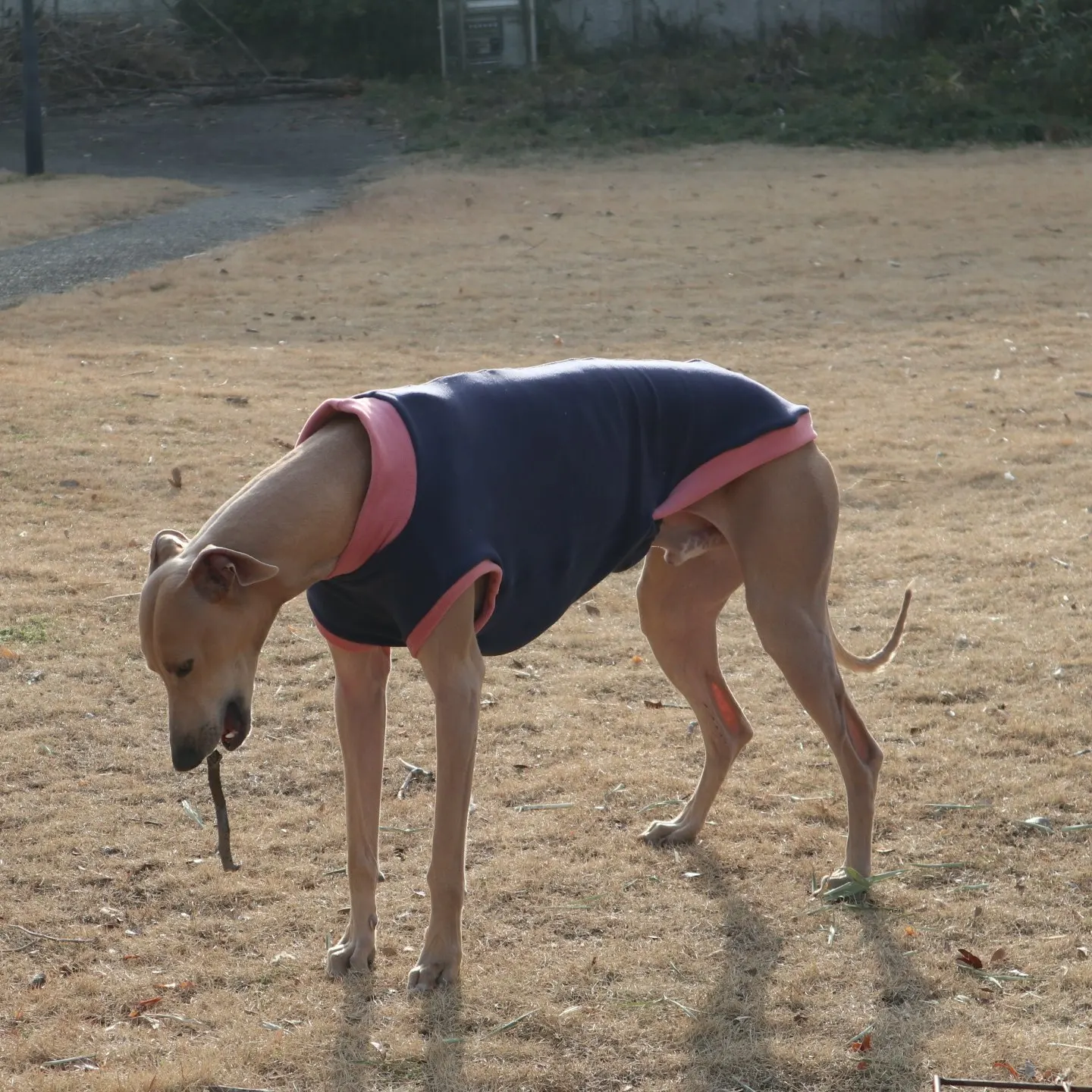 Camiseta azul perros Galgo Español y Whippet – Suave primavera otoño - imagen 3