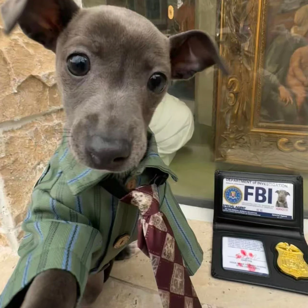 Camiseta de algodón con lazo para perros pequeños - Galgo italiano - imagen 5