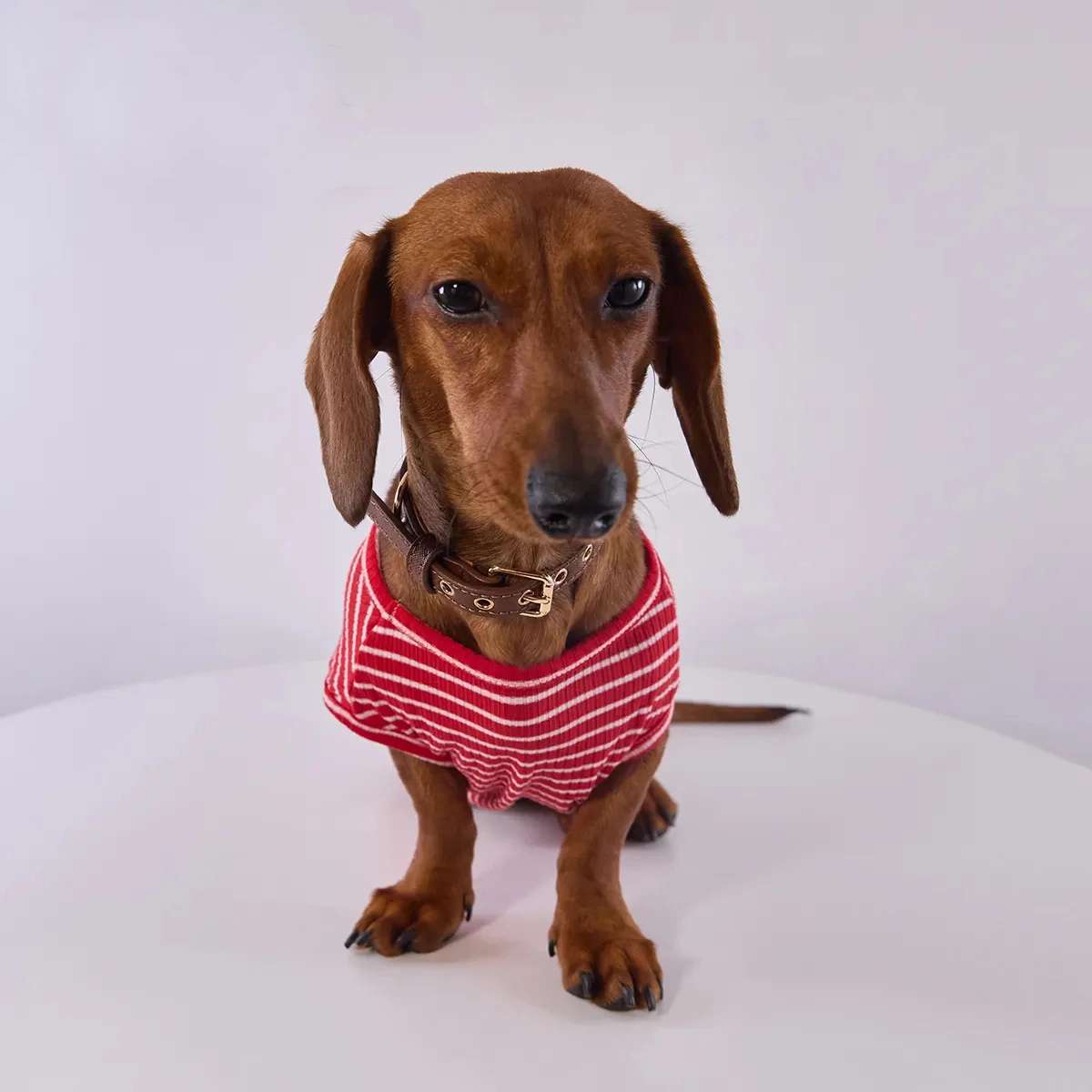 Camiseta a rayas para Dachshund – Manga corta verano - imagen 2
