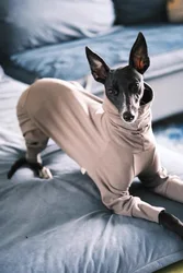 Sudadera suave para Whippet y galgo italiano – Verde primavera/otoño