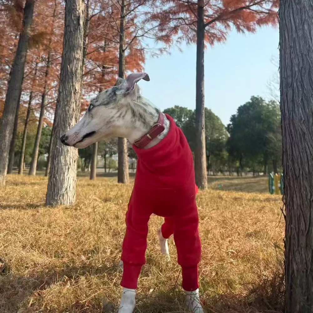 Mono de lana para Galgo Italiano y Whippet – Ropa de Invierno - imagen 5
