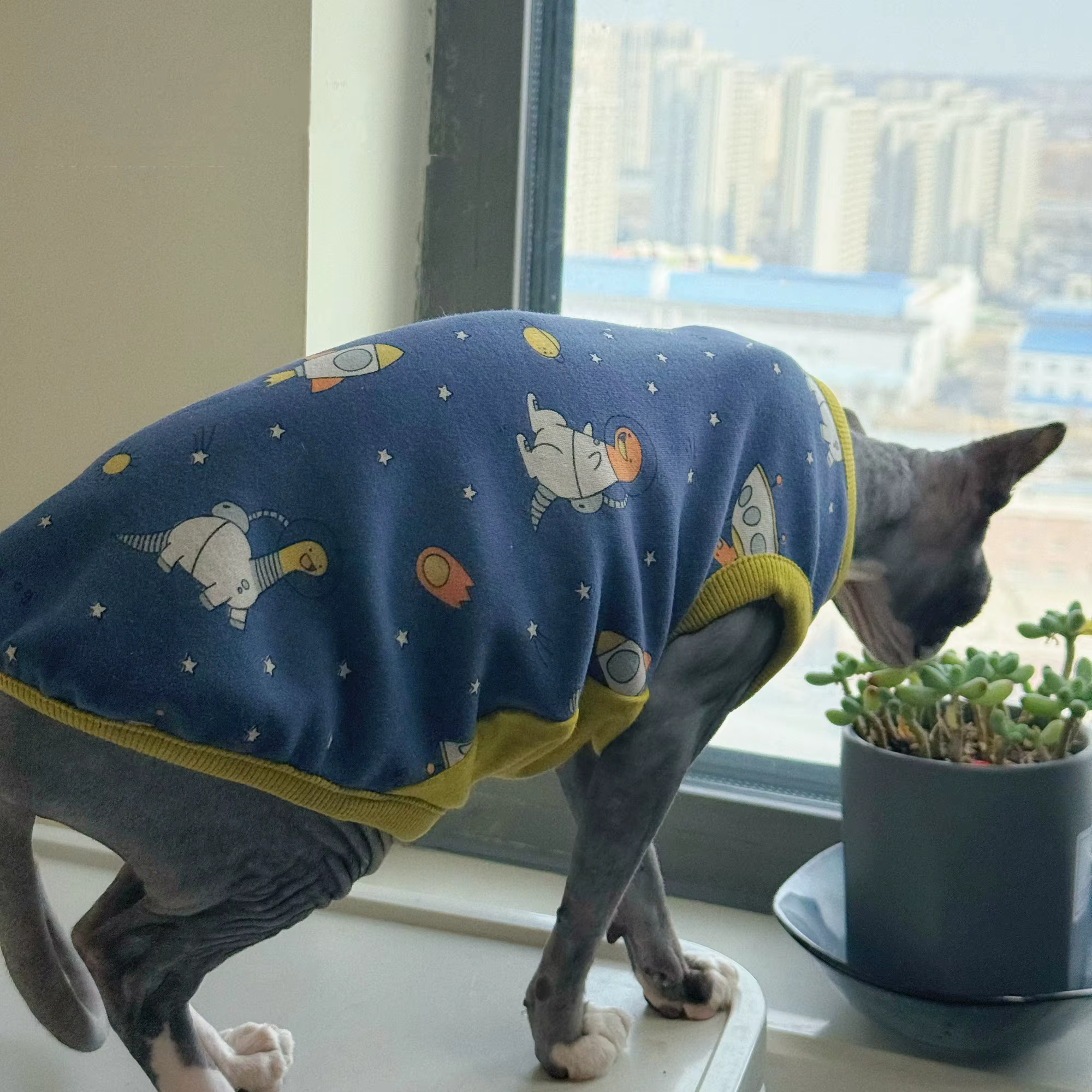 Camiseta sin mangas azul gato Sphynx estampado dinosaurio otoño - imagen 5