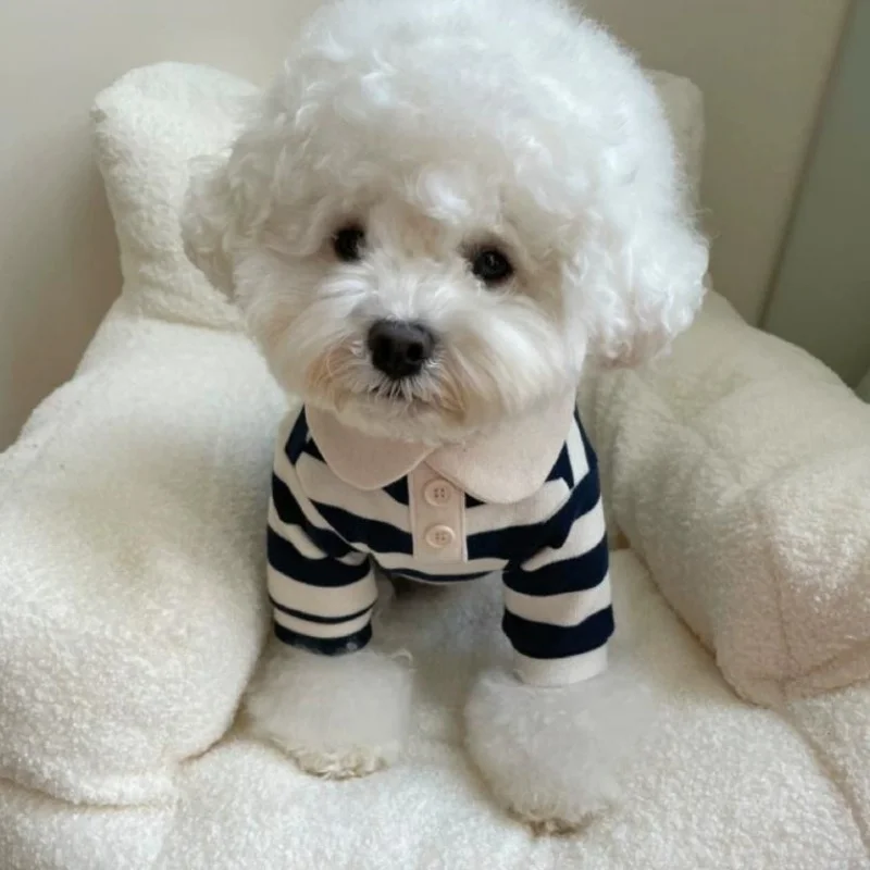 Ropa de verano para perros y gatos – Polos, sudaderas y chalecos - imagen 4