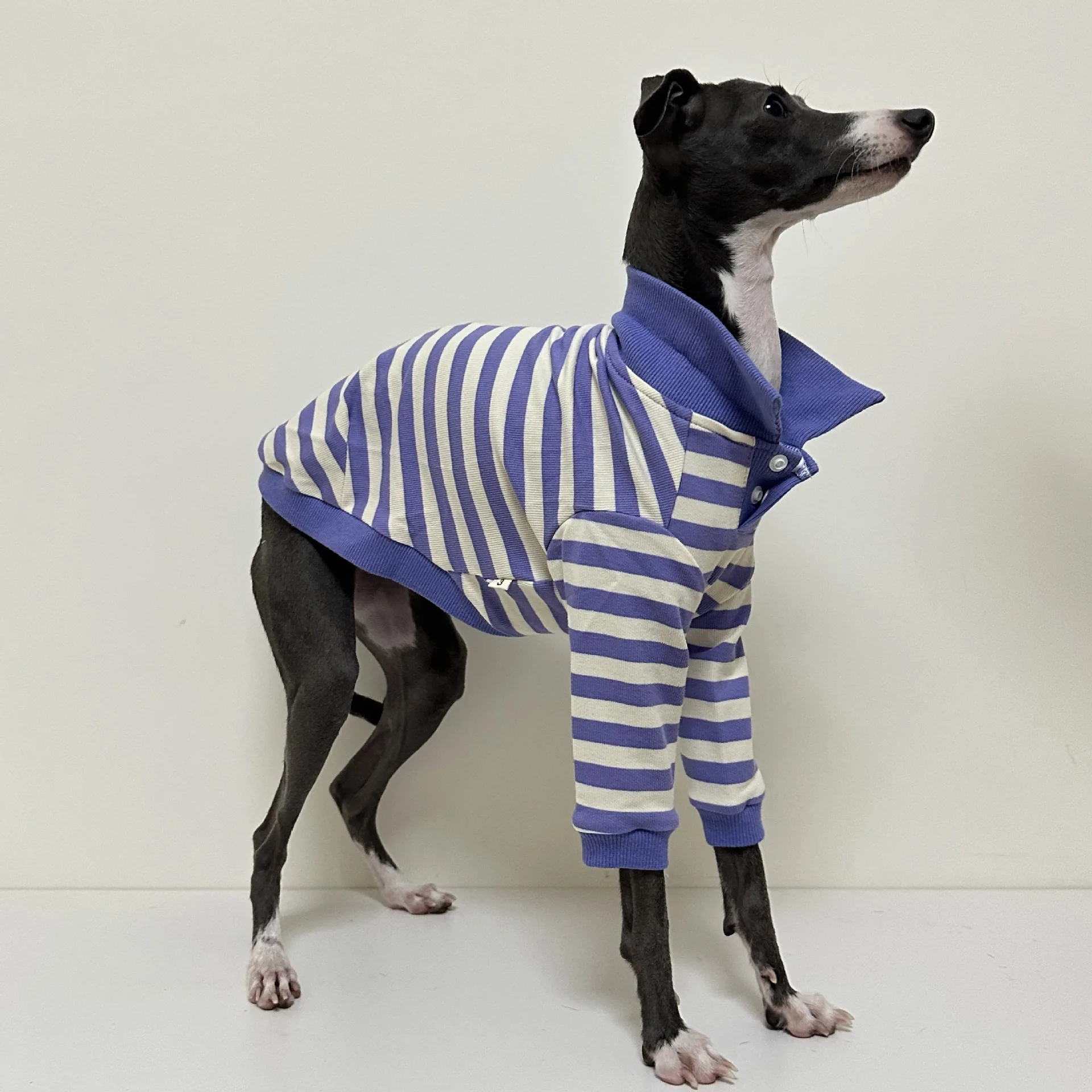 Polo de algodón puro a rayas para cachorro, ropa elástica y cómoda para perro Galgo Italiano, Otoño e Invierno - imagen 4
