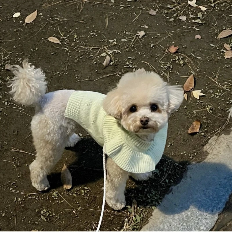 Suéter de lana suave de punto con cuello de loto de Cachemira para mascotas, ropa de invierno para perros pequeños, abrigo de lujo para cachorros y gatos - imagen 5