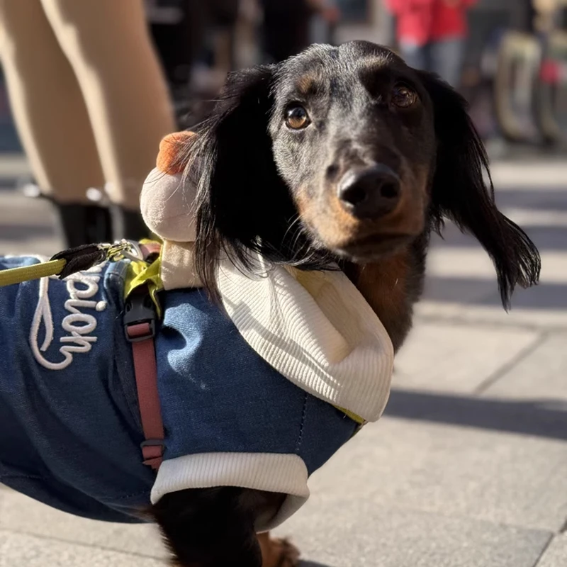 Camisa vaquera de moda, chaqueta de primavera y otoño para perro salchicha con capucha, ropa de tejón para mascotas, traje XS XL para abrigo para cachorros de medios pequeños - imagen 3
