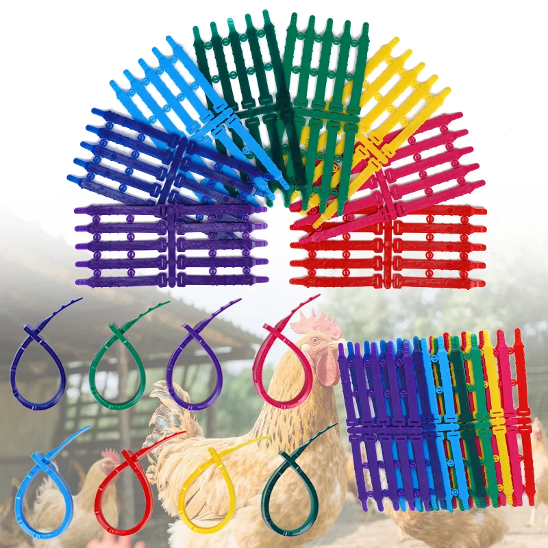 Anillo identificación ajustable para patas de pollo – avícola - imagen 4
