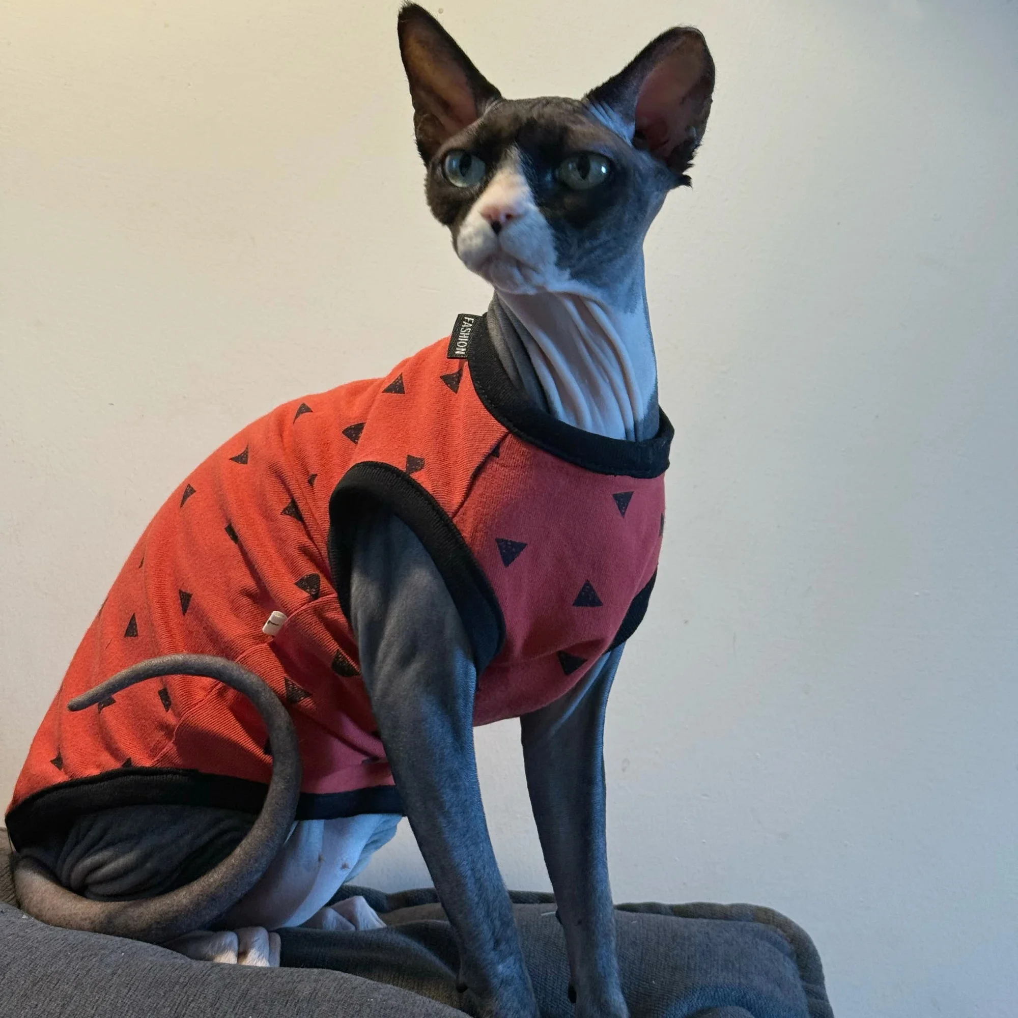 Camiseta estampada de coche para gatos Sphynx Devon Rex sin pelo - imagen 3