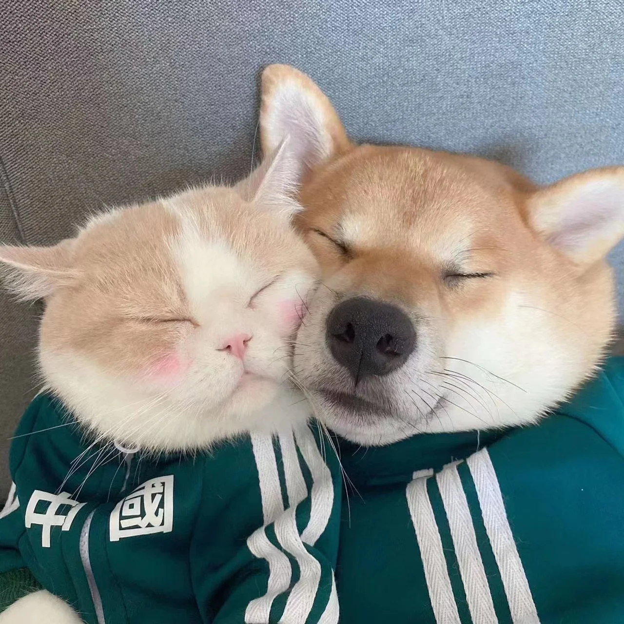 Sudadera deportiva de moda china para Bulldog Francés, ropa roja sólida para caminar con cremallera para gatos, ropa personalizada para cachorros medianos para mascotas - imagen 4