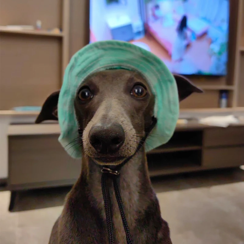 Sombrero de protección solar de pequeño galgo de verano, sombrero para exteriores con agujeros para las orejas, gorra ajustable para Whipbit, sombrero fresco transpirable para perros pequeños multimedia - imagen 5