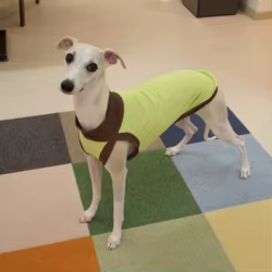 Chaleco protección solar UPF50+ para galgo, whippet y Bedlington