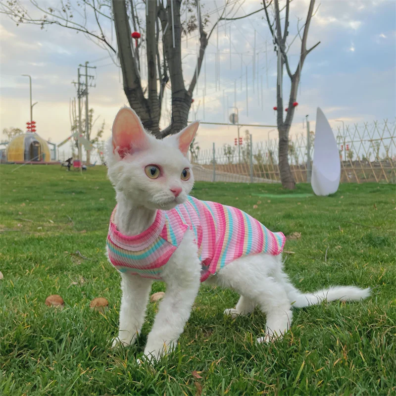 Ropa para gato hembra Camiseta arcoíris para gato sin pelo Verano Chaleco de algodón rosa para Sphinx Cat Devon Ropa de estar por casa rizada en primavera Mono fresco para cachorros en clima cálido - imagen 2