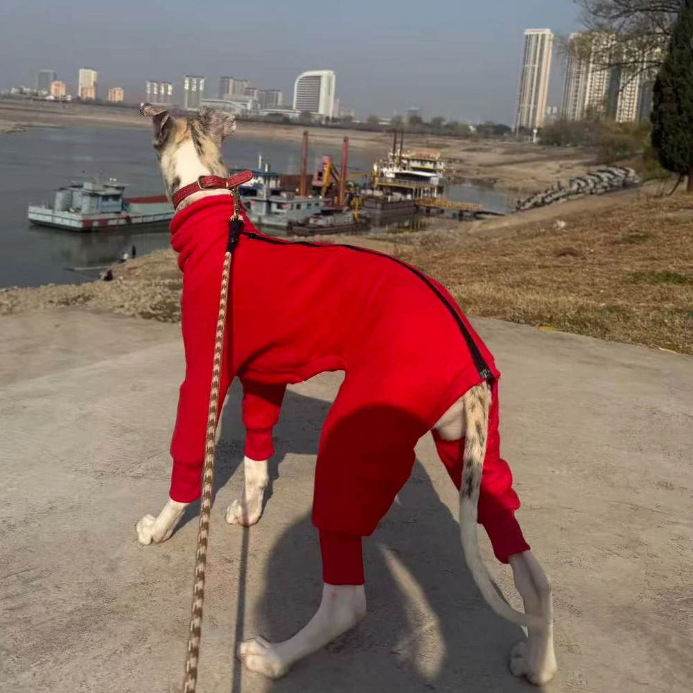Mono de lana para Galgo Italiano y Whippet – Ropa de Invierno - imagen 4