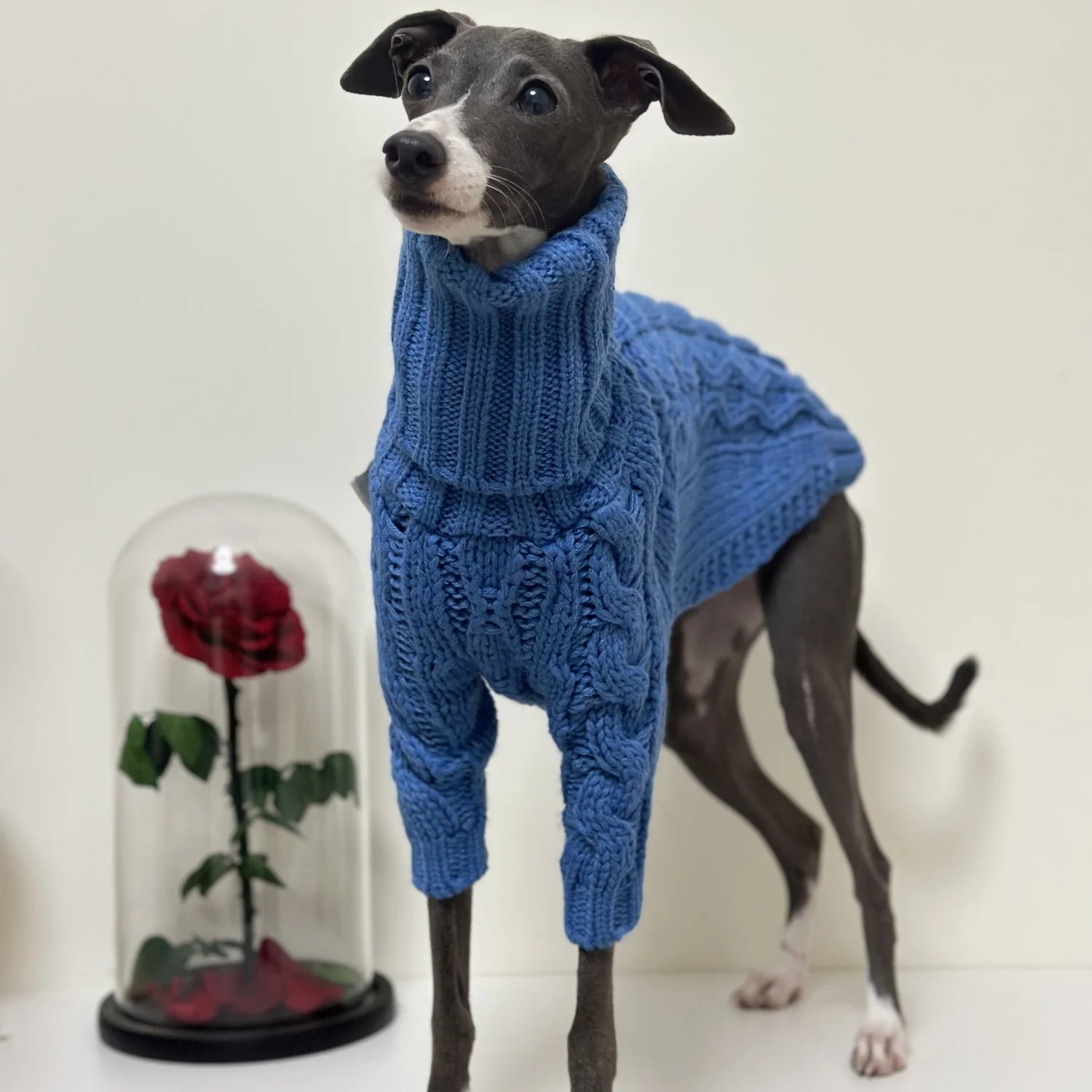 Suéter azul para galgo italiano, abrigo suave de 2 patas tejido a mano para Bedlington, ropa de descanso gruesa y cálida para perros medianos - imagen 3