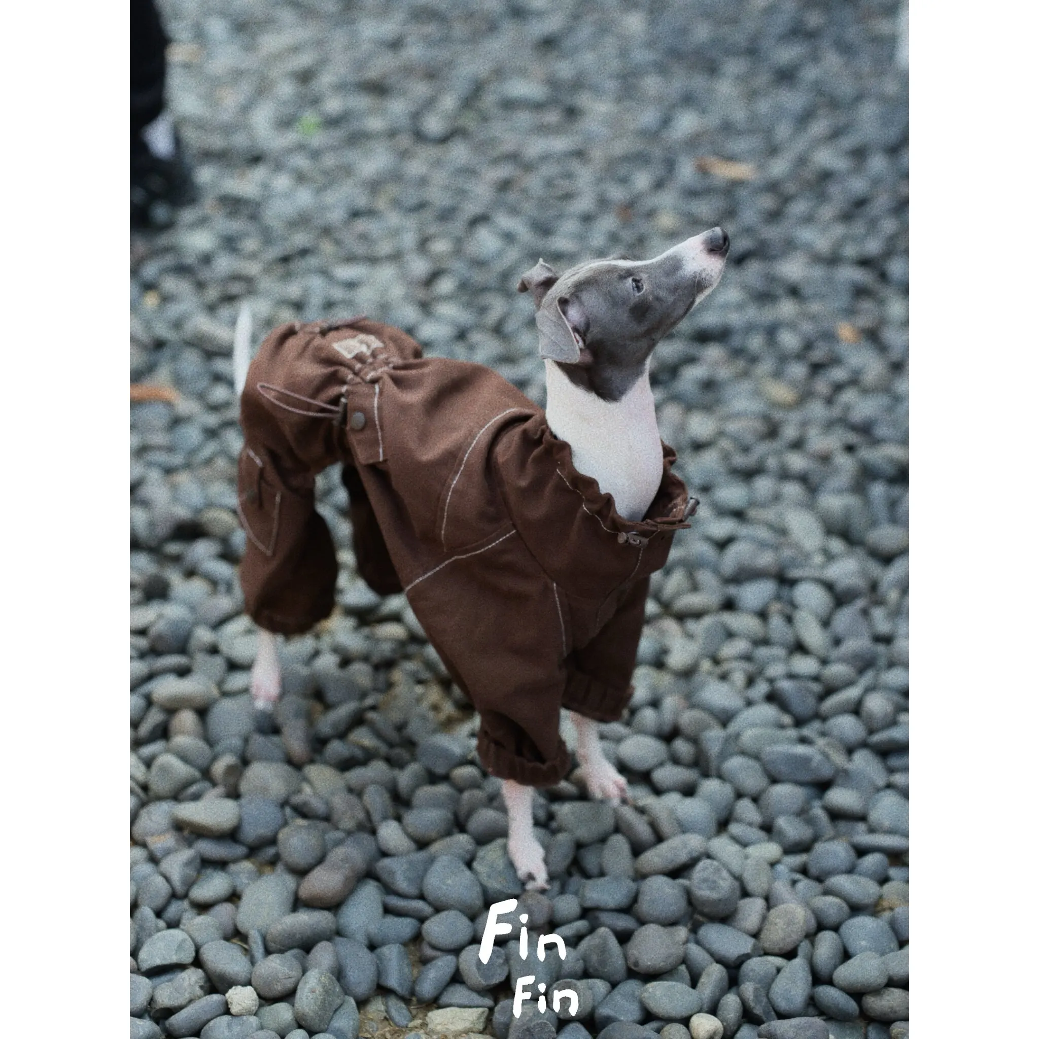 Chaqueta para galgo italiano Whippet cuello alto ajuste - imagen 3