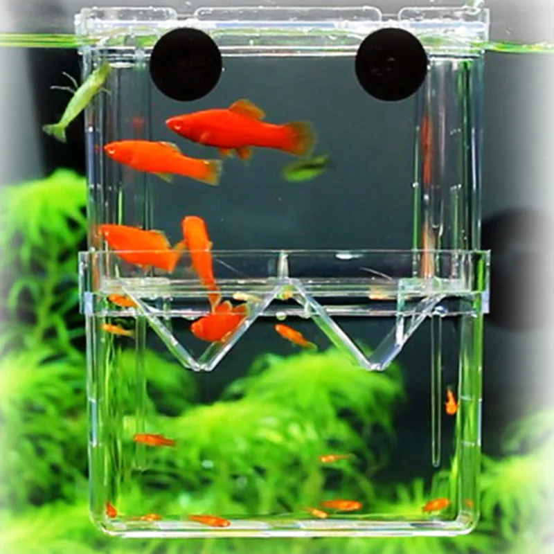 Caja de aislamiento multifuncional para cría de peces, acuario de peces, cría de acuario de alta claridad, incubadora para incubar Doble Guppies - imagen 4