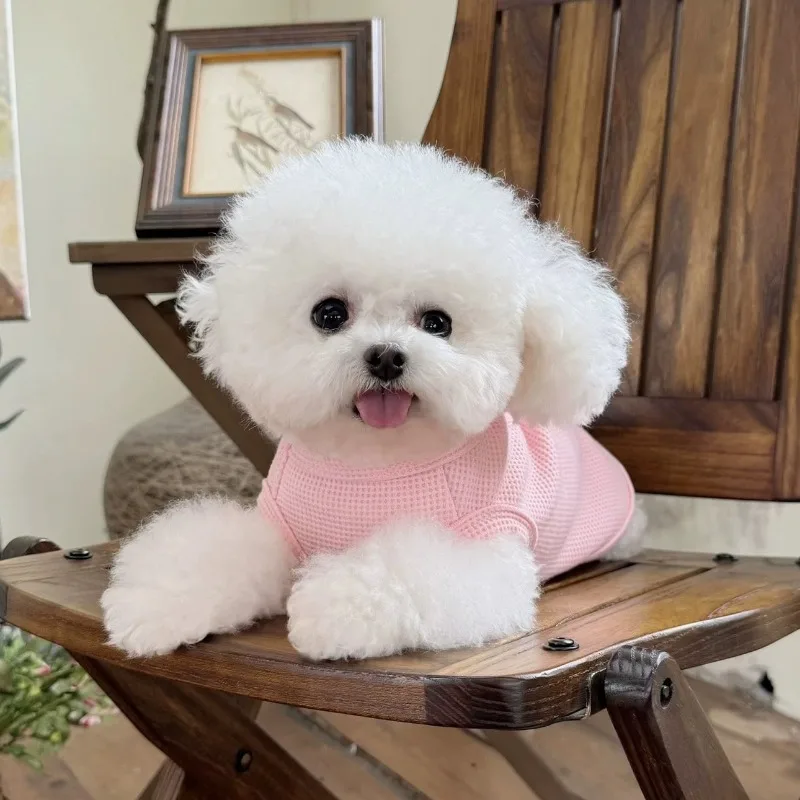 Mascota lindo oso invierno piña terciopelo boca Wombat dos piernas abrigo de terciopelo oso de peluche gato abrigo ropa para mascotas ropa para cachorros chaqueta - imagen 5