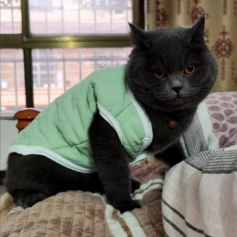 Caminar gatito siamés - versatilidad