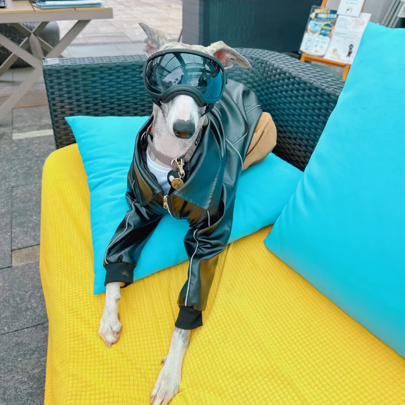 Moda Otoño chaqueta impermeable negra para Whipbit invierno cuero a prueba de viento ropa para perros galgo abrigo con cremallera para perros Meida - imagen 5