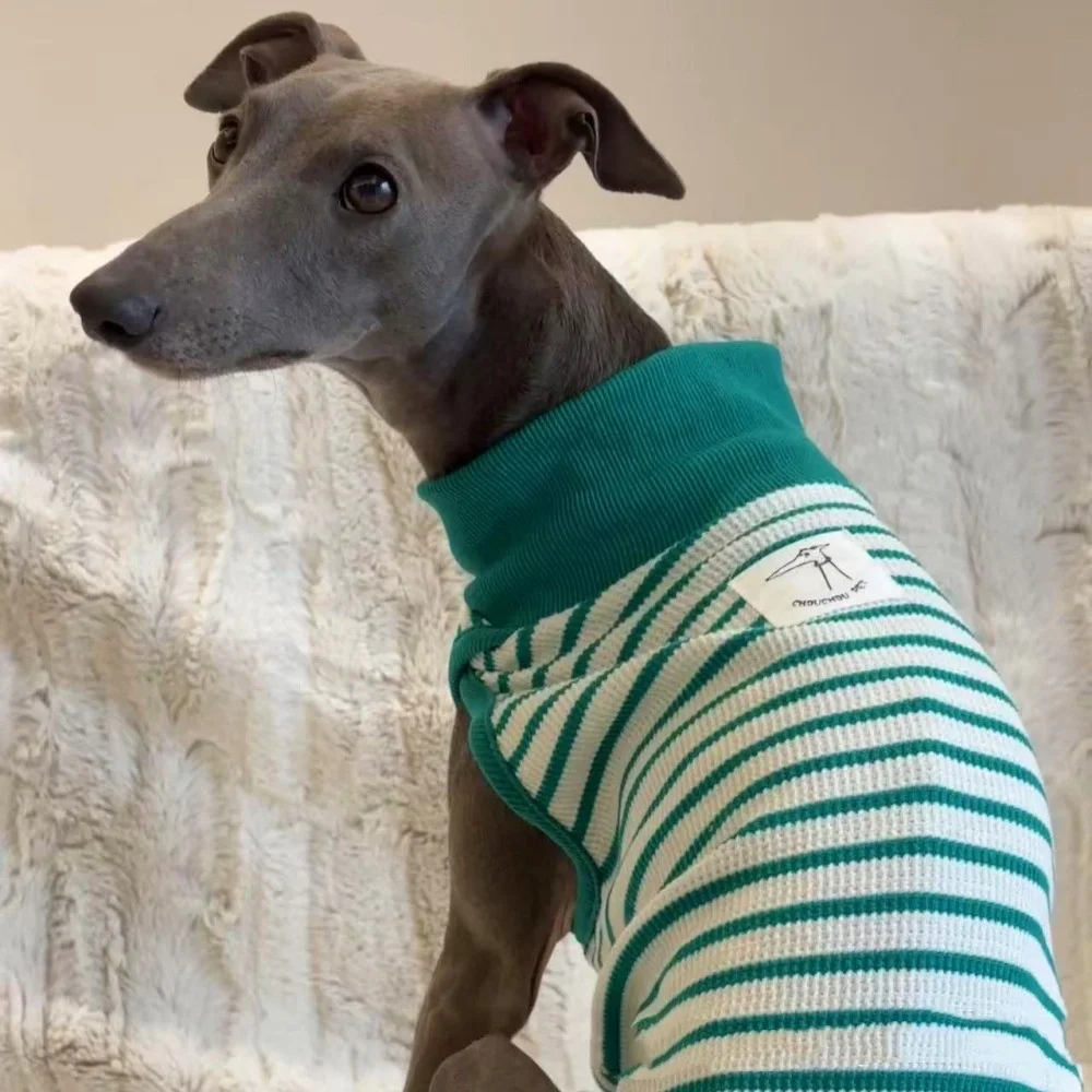 Camisa azul de algodón rayado para Whippet en primavera, chaleco suave para abrigo de galgo italiano para Wellington en disfraz de perros medianos de primavera - imagen 2