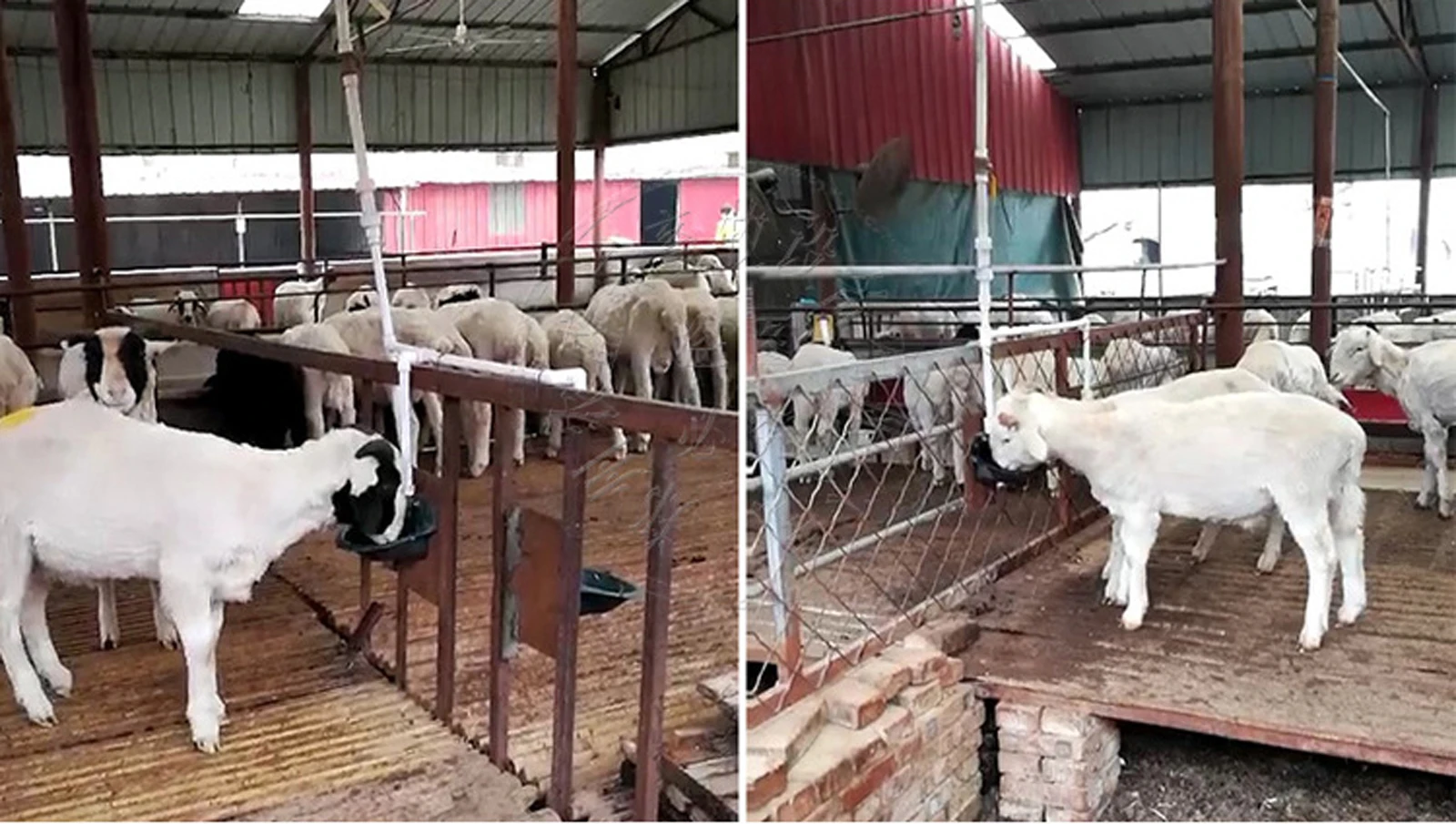 Bebedero automático para ovejas y cabras – Hierro fundido con válvula cobre - imagen 3