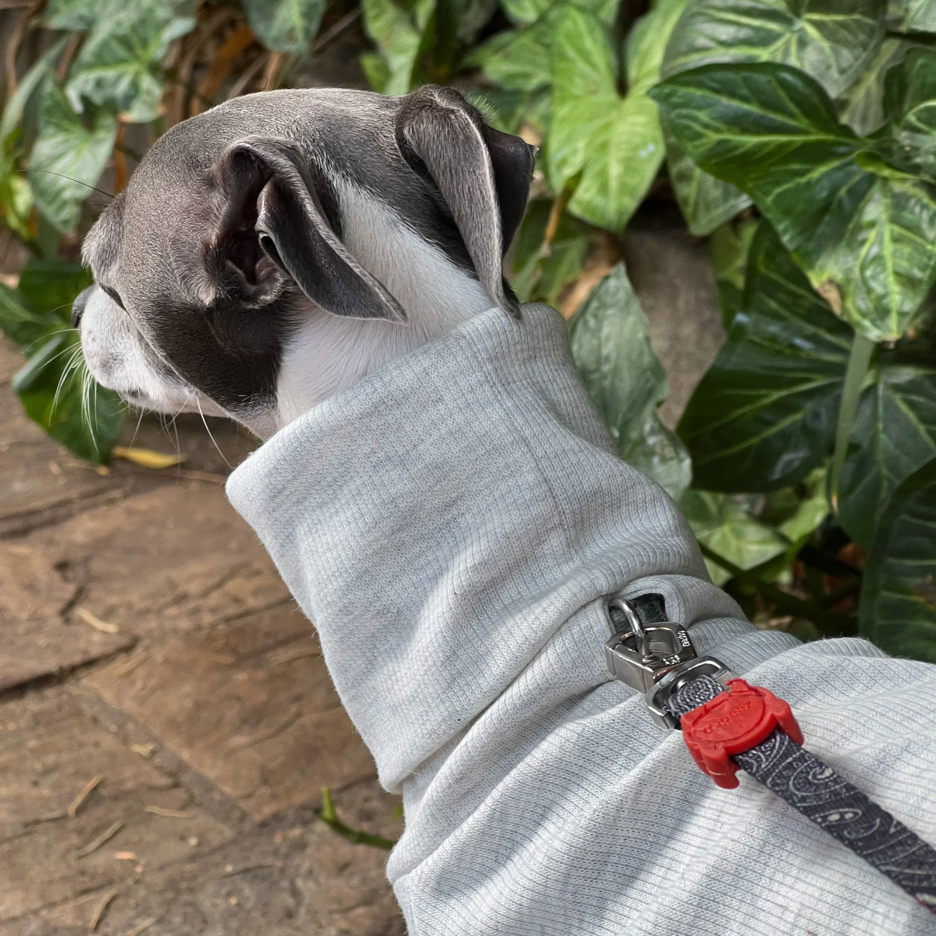 Ropa suave biped de cuello alto Whippet, ropa para mascotas gris de algodón gris galgo italiano - imagen 4