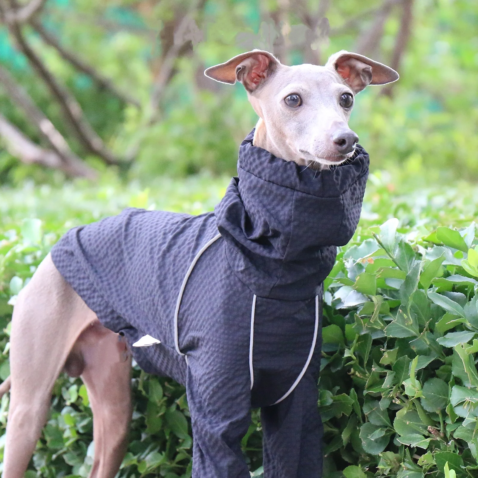 Traje negro de secado rápido para perros mediados, chaqueta transpirable, protector solar a prueba de lluvia, cuello alto, abrigo azul ajustable para galgo italiano - imagen 2