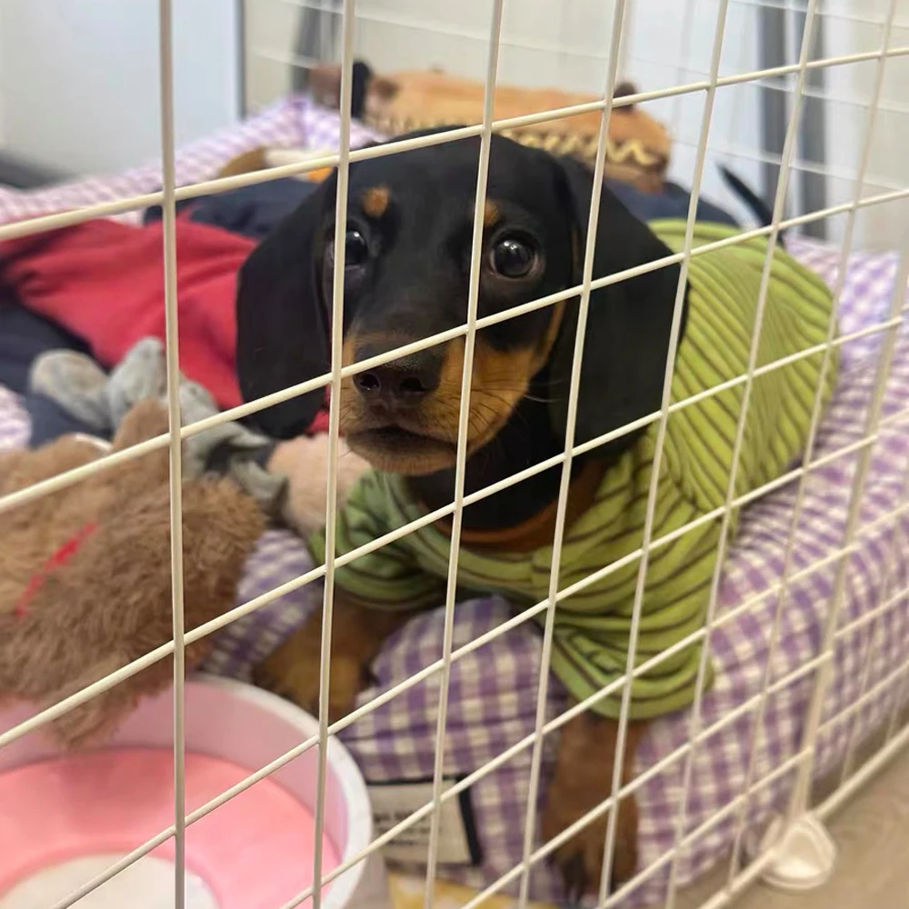 Sudadera de rayas verdes para perros salchicha, abrigo suave y cálido de manga larga para perros Wiener en otoño e invierno, mono para tejón - imagen 2