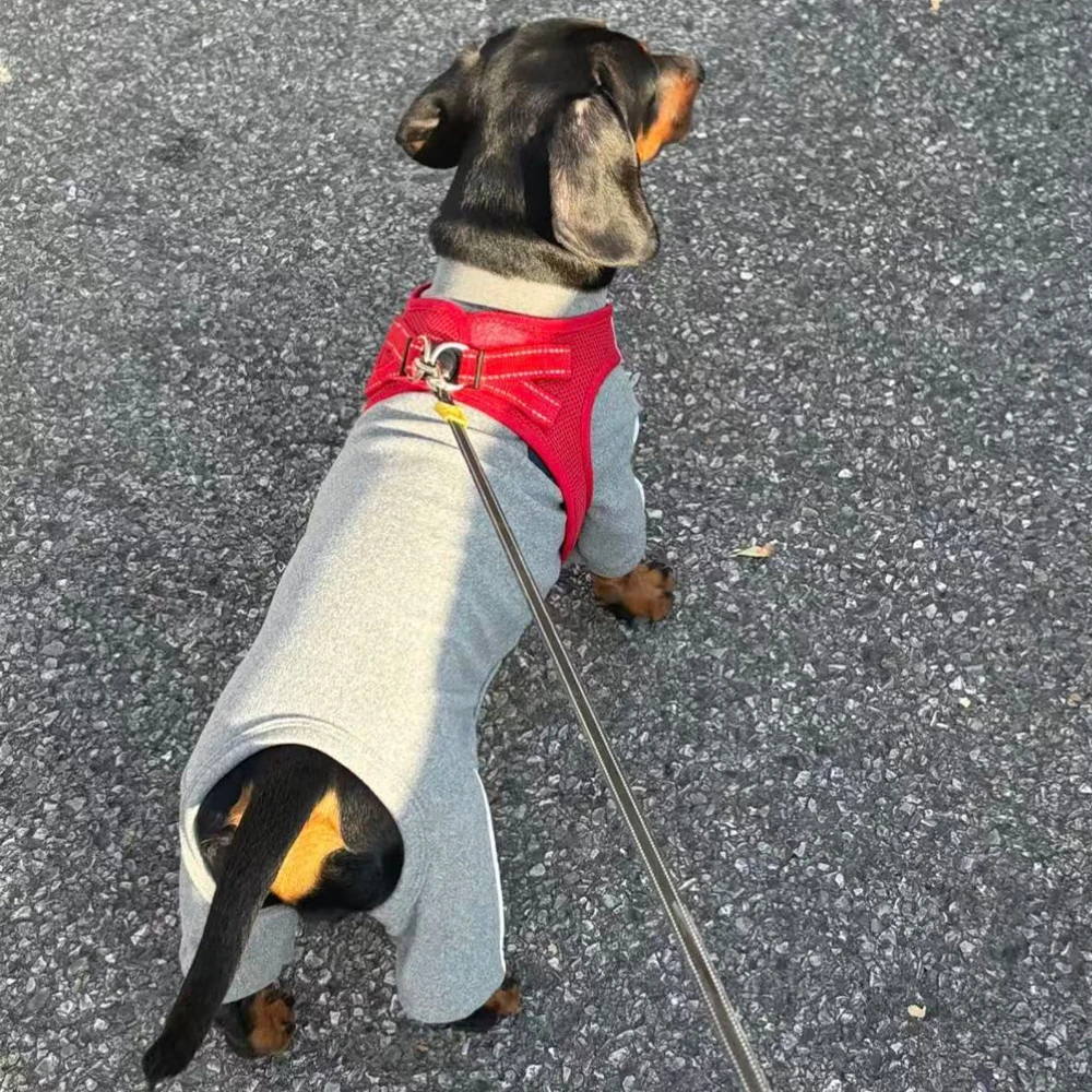 Ropa reflectante para perro salchicha (Dachshund) - sudadera gris