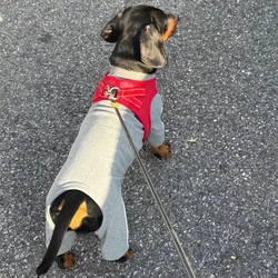 Ropa reflectante para perro salchicha (Dachshund) - sudadera gris