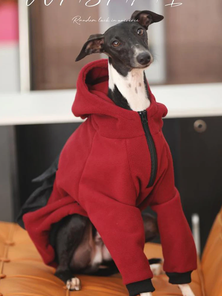 Ropa de galgo italiano Whippet con capucha a la moda con cremallera, sudadera cálida para perro, abrigo Iggy italiano, ropa de Whippet en invierno - imagen 4