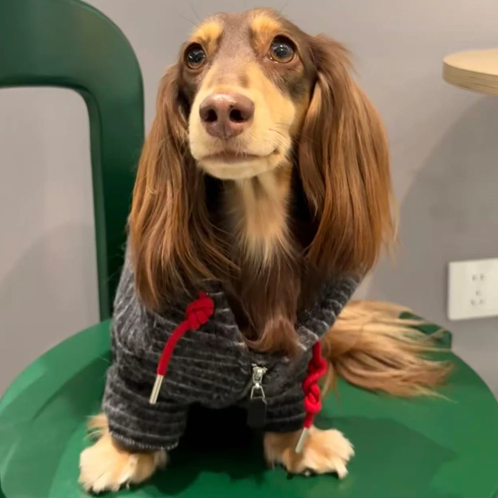 Abriguo con capucha para Dachshund y perros pequeños - imagen 3