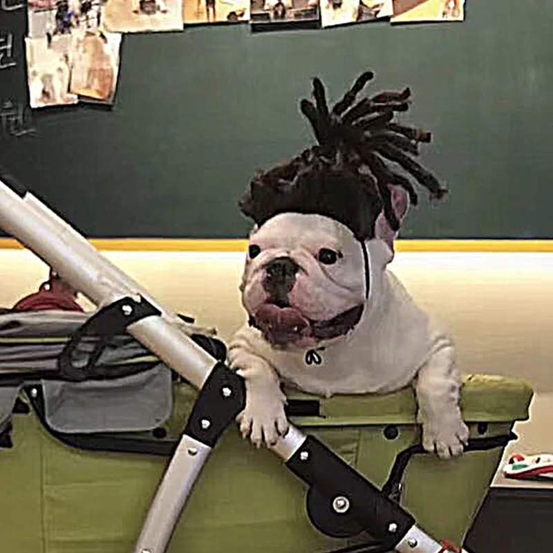 Pelucas para mascotas, pelo rizado, pelo liso, suministros para mascotas, accesorios para Halloween, gato - imagen 3